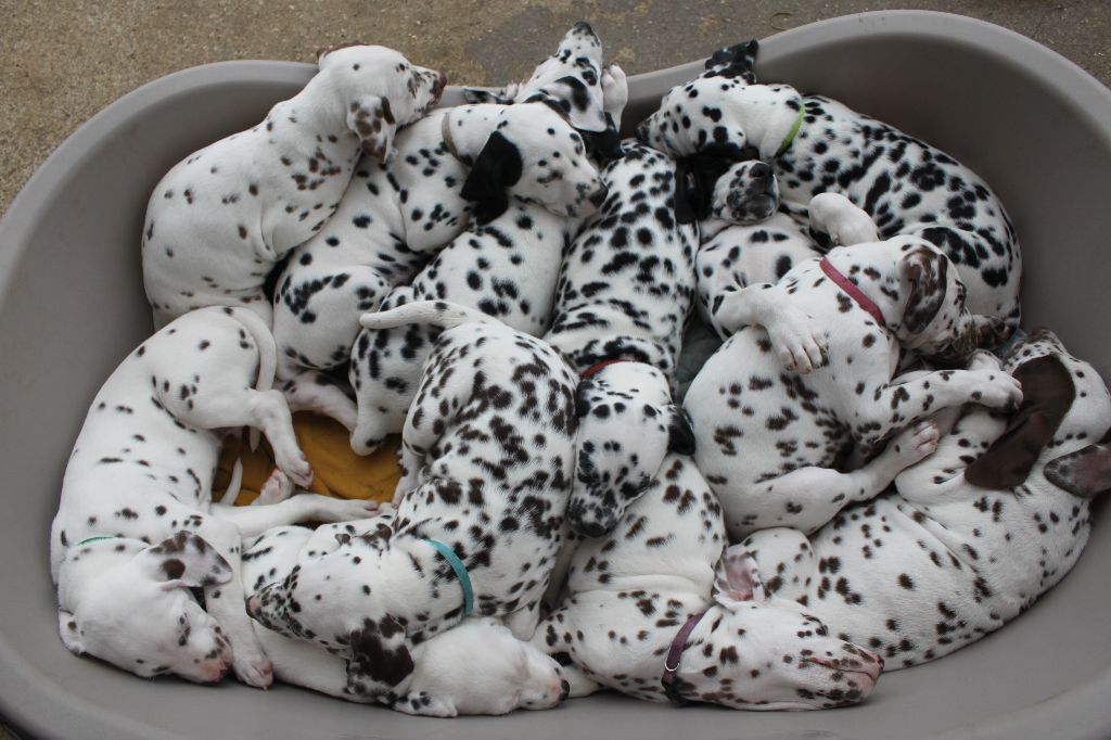 Des Terres D'argile Rouge - Dalmatien - Portée née le 17/05/2021
