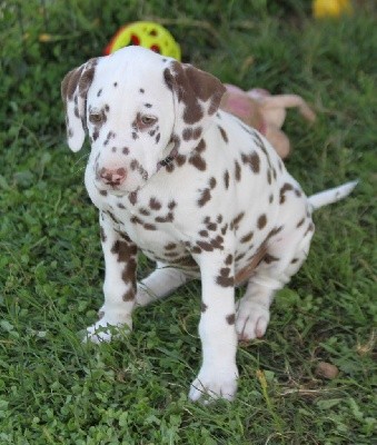 Satine