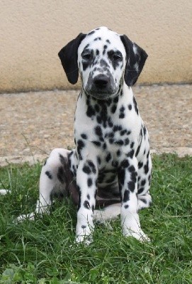 Susie Lou
